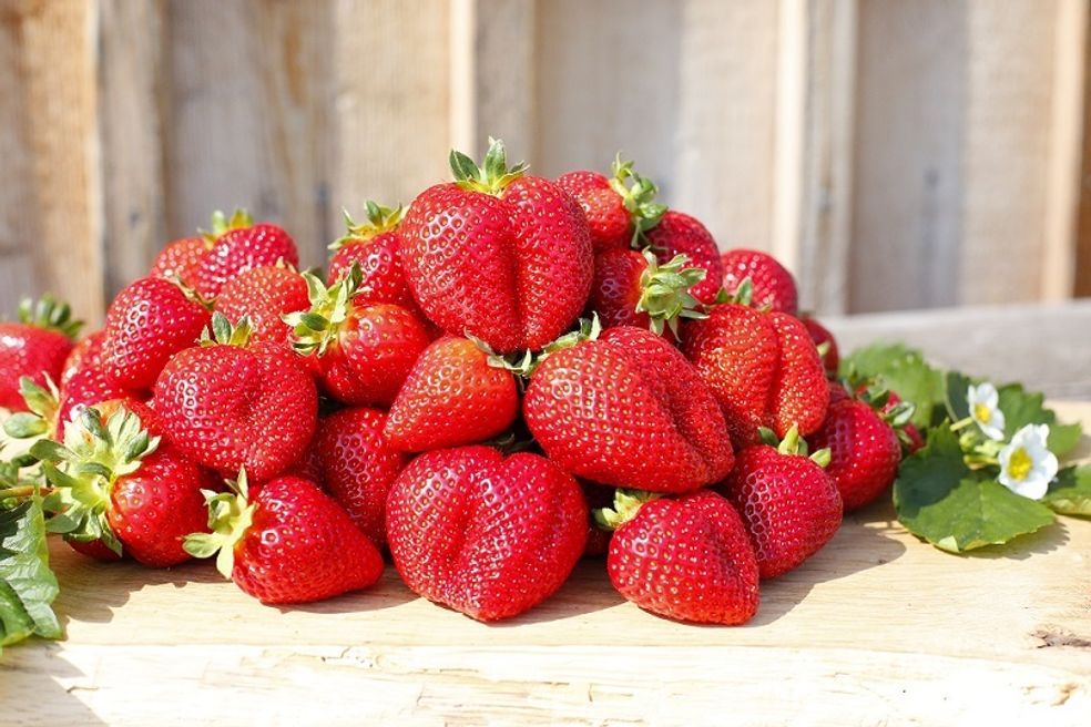 Erdbeeren - Sevelen - My Farm