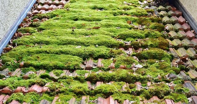 roof cleaning