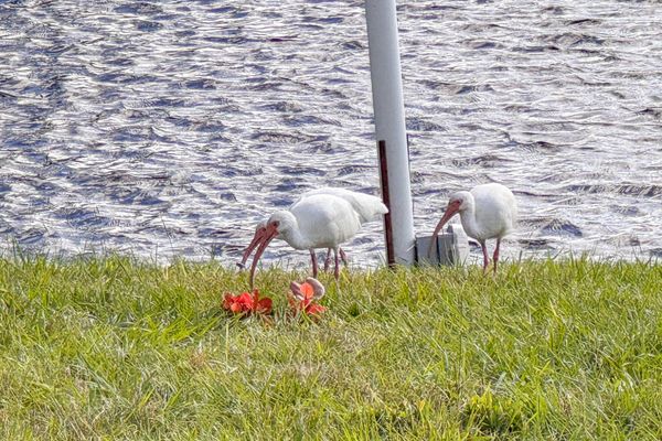 Beautiful 3 bedroom, 2 bathroom waterfront home in Punta Gorda