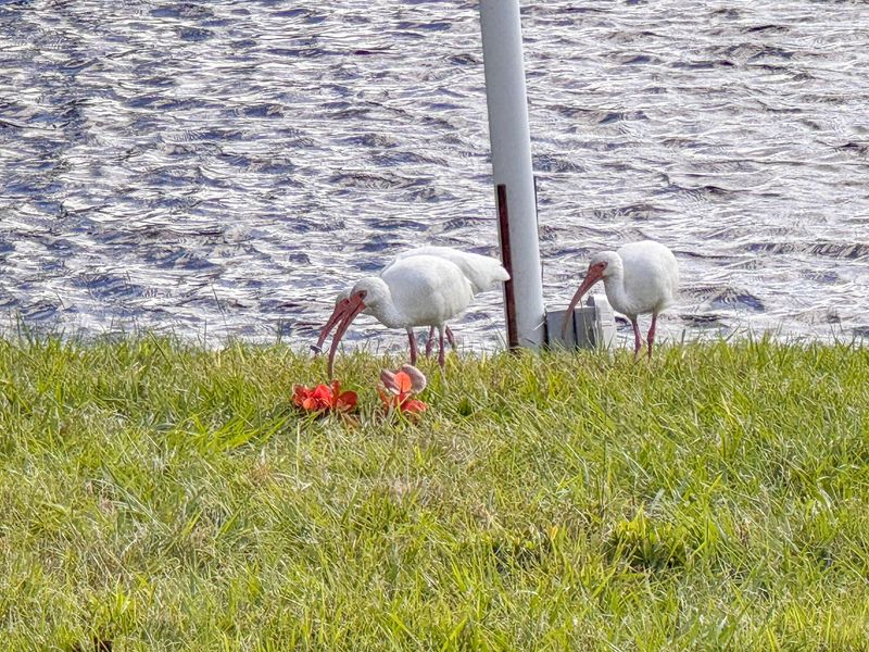 Beautiful 3 bedroom, 2 bathroom waterfront home in Punta Gorda