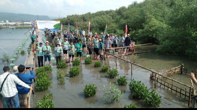 7 Fakta Menarik Bupati Tulang Bawang Tanam 500 Mangrove