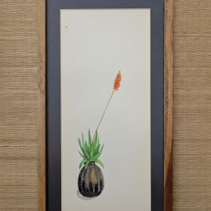 aloe vera in planter