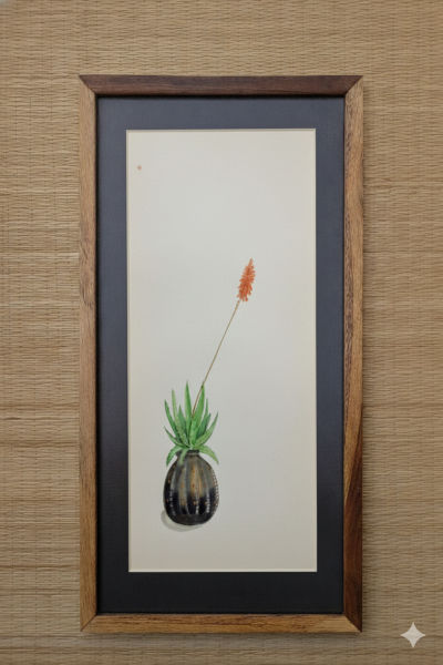 aloe vera in planter
