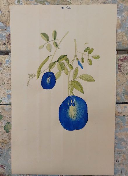 Butterfly Pea Clitoria ternatea Botanical Illustration