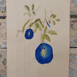 Butterfly Pea Clitoria ternatea Botanical Illustration