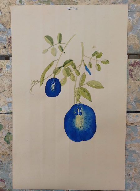 Butterfly Pea Clitoria ternatea Botanical Illustration