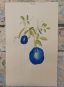Butterfly Pea Clitoria ternatea Botanical Illustration