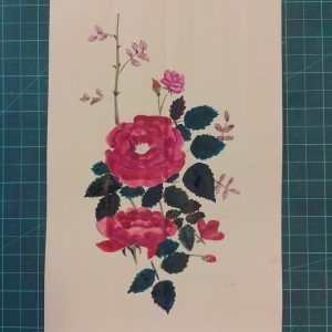 Musk Rose Rosa Moschata Desi Gulab Botanical Illustration Handmade Painting