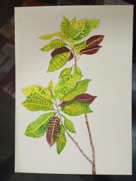 Codiaeum Variegatum Croton Handmade painting