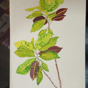 Codiaeum Variegatum Croton Handmade painting