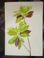 Codiaeum Variegatum Croton Handmade painting