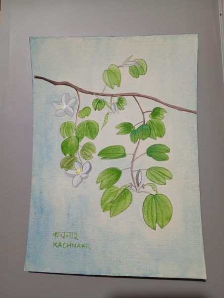 Bauhinia Variegata Kachnar Handmade painting