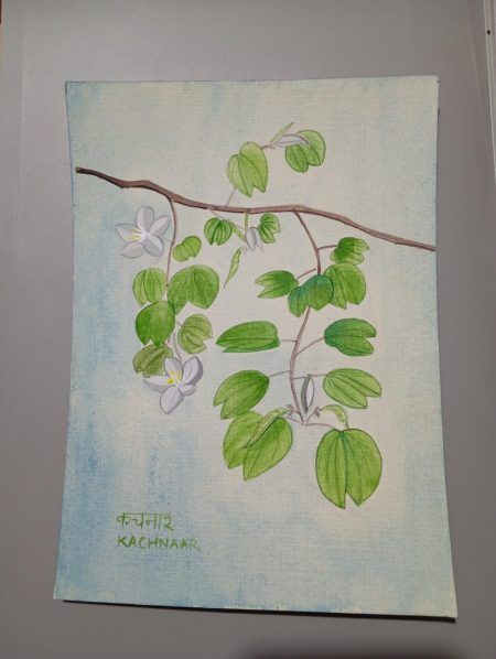 Bauhinia Variegata Kachnar Handmade painting