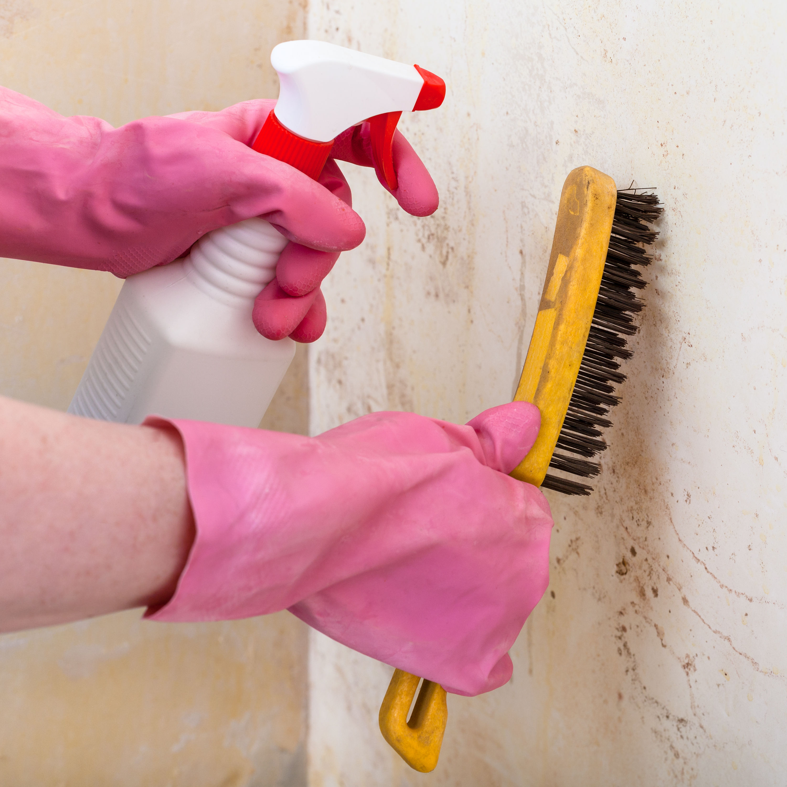 removing-of-mold-from-wall-with-spray-and-brush-2024-10-16-03-40-11-utc