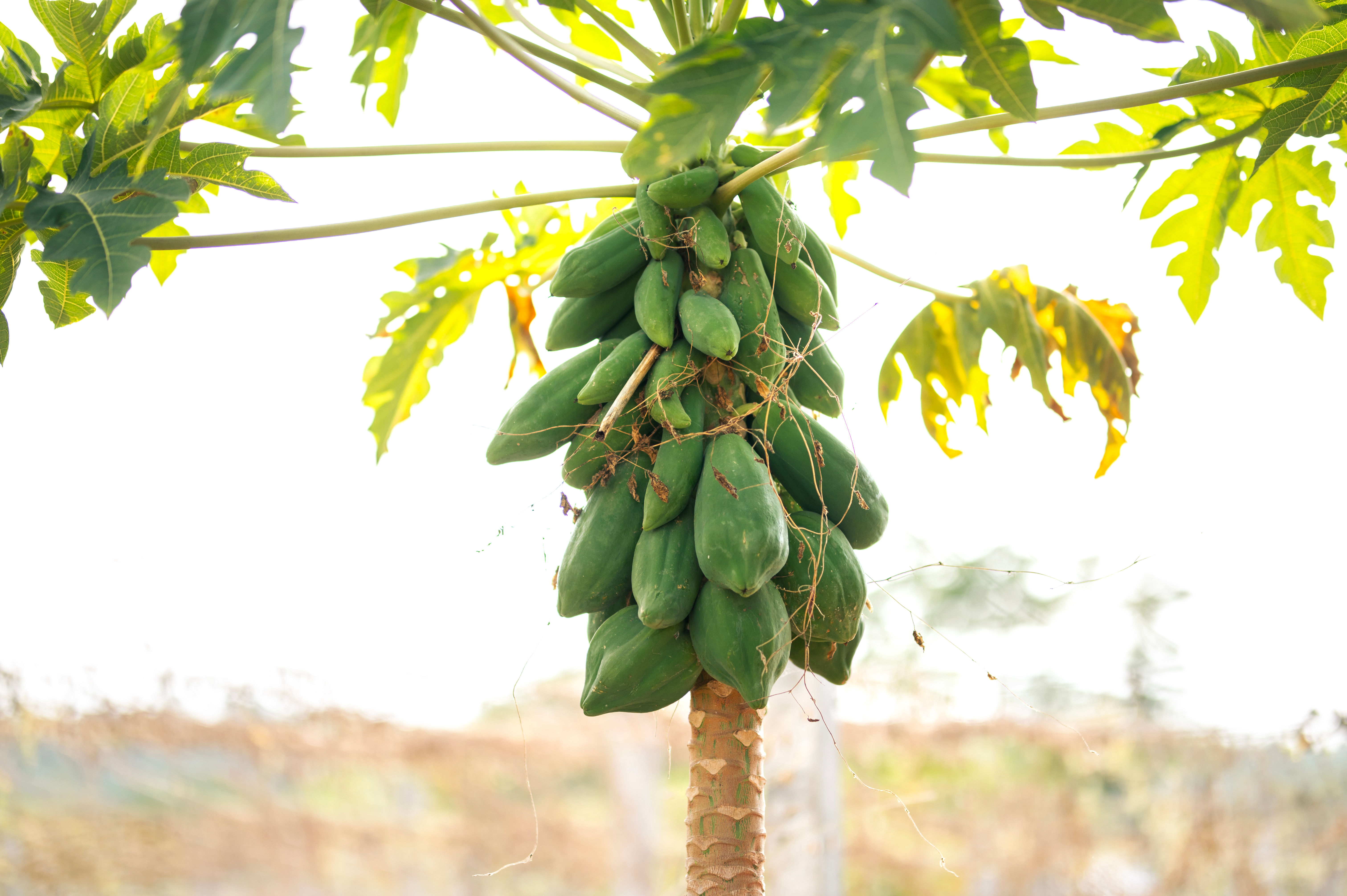 Wild Papayas