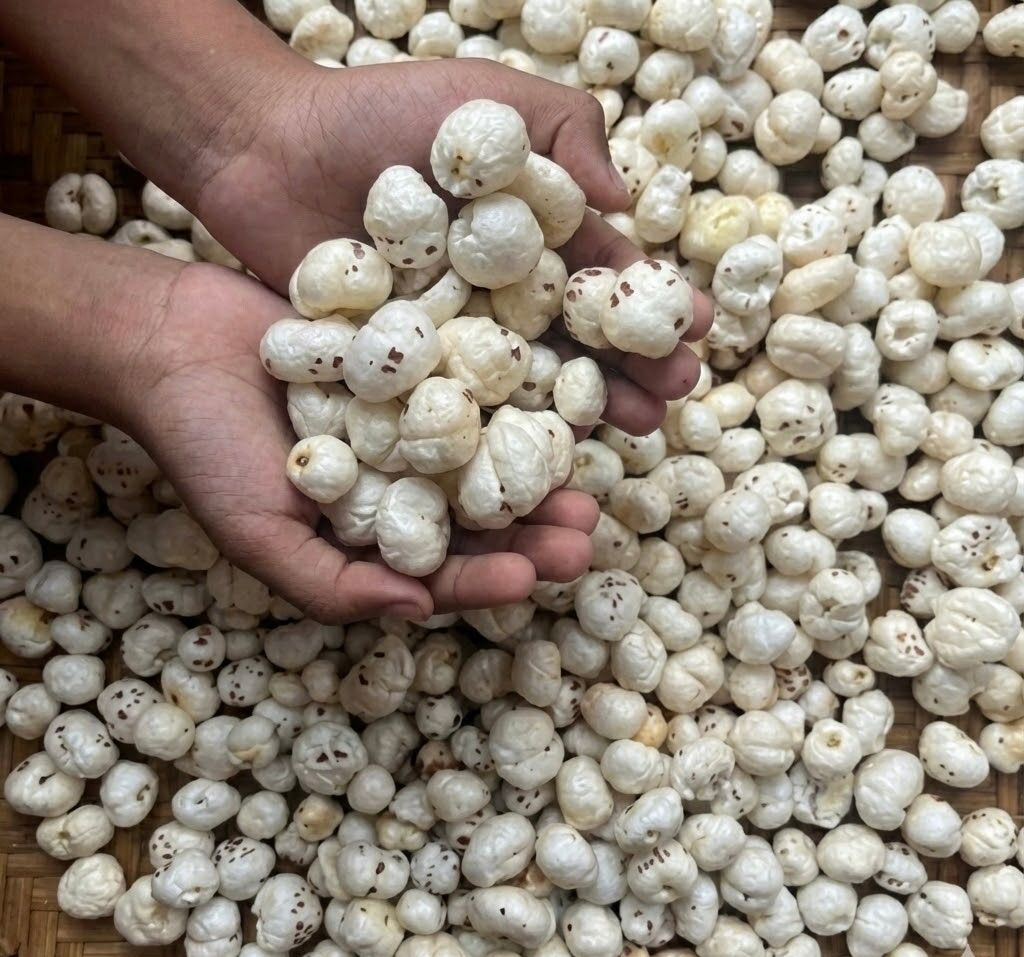 Holding puffed makhana