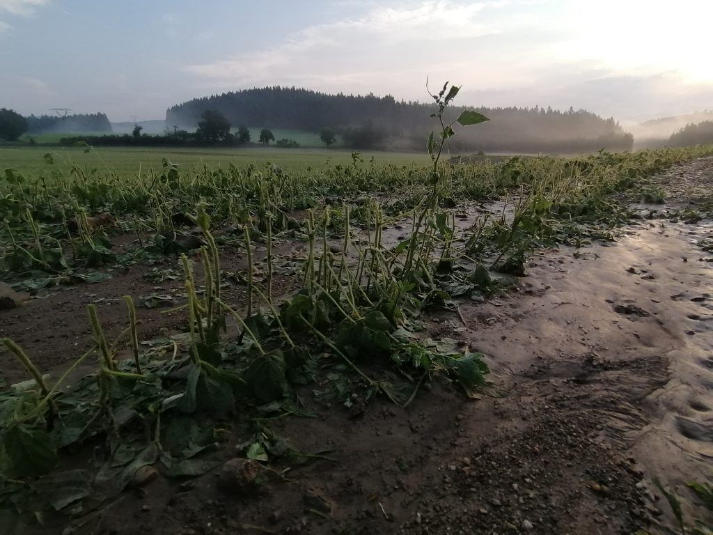 Hagel an Soja, Kappel am Krappfeld, St. Veit