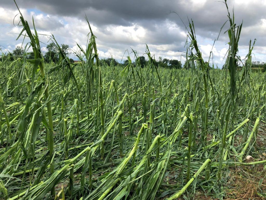 Durch Hagel geschädigter Mais in Marchtrenk am 29.06.2021