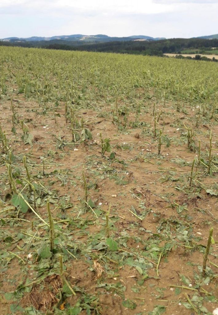 Hagel an Sojabohne in Oberschützen (Bgld) am 9.7.2021