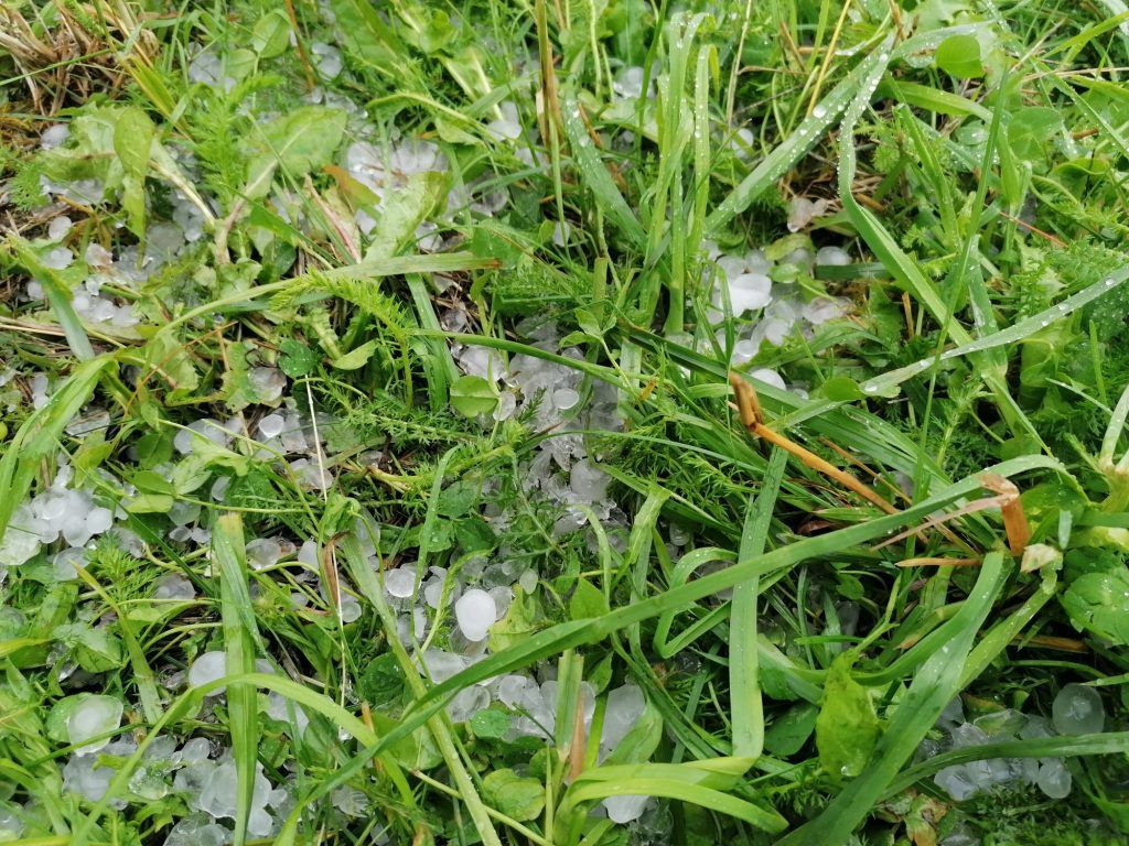 Hagel an Grünland in Oberneukirchen (OÖ) am 14.7.2021