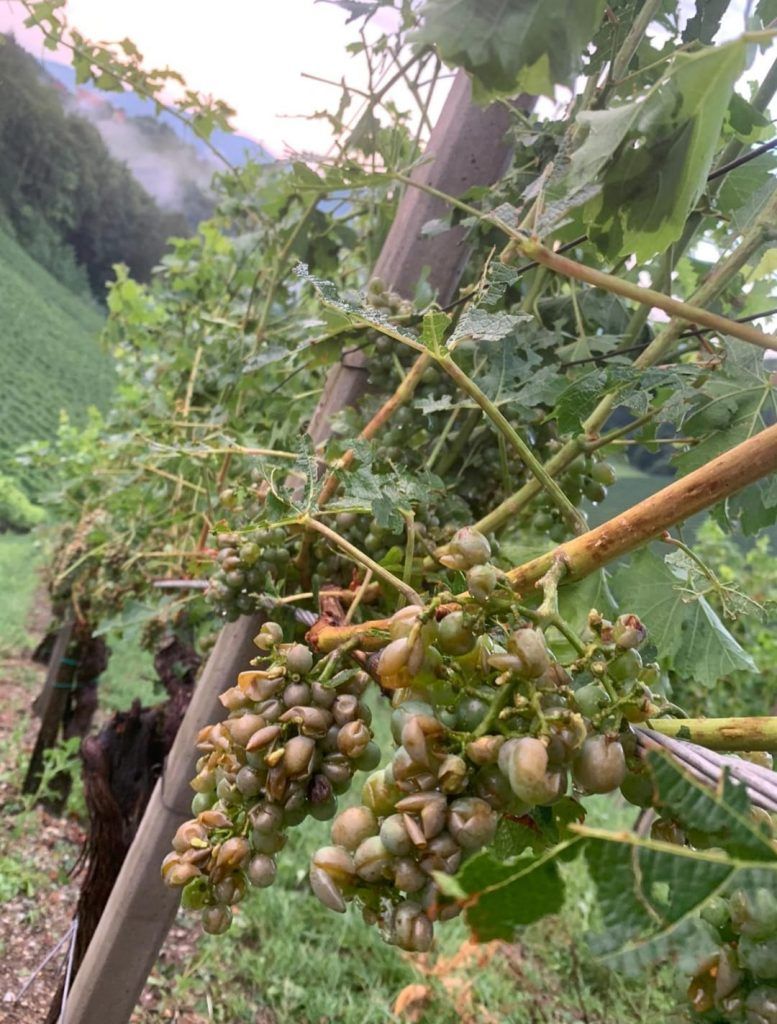 Hagel an Wein in Leutschach (Stmk) am 15.8.2021