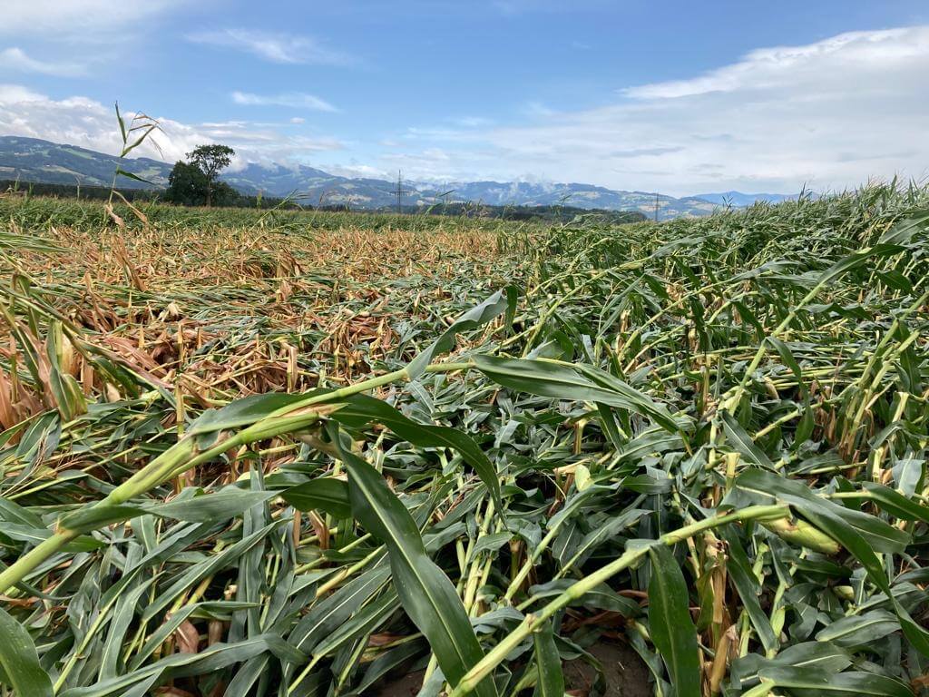 Sturmschäden bei Mais in Kärnten