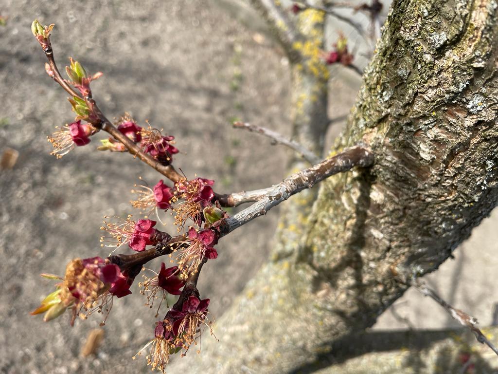 Durch Frost geschädigte Marillenblüten