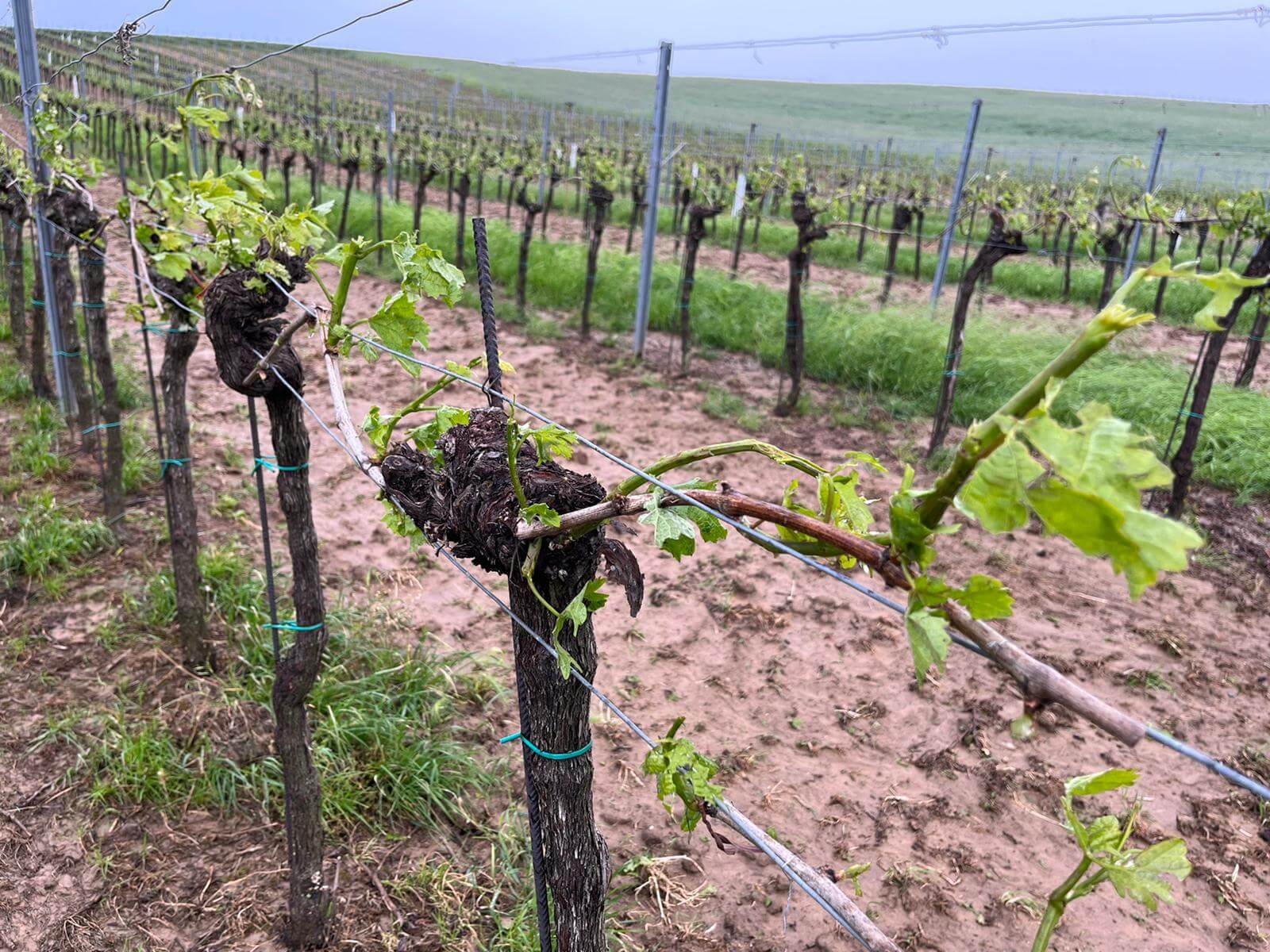 Geschädigter Wein in Niederösterreich (Österreichische Hagelversicherung)