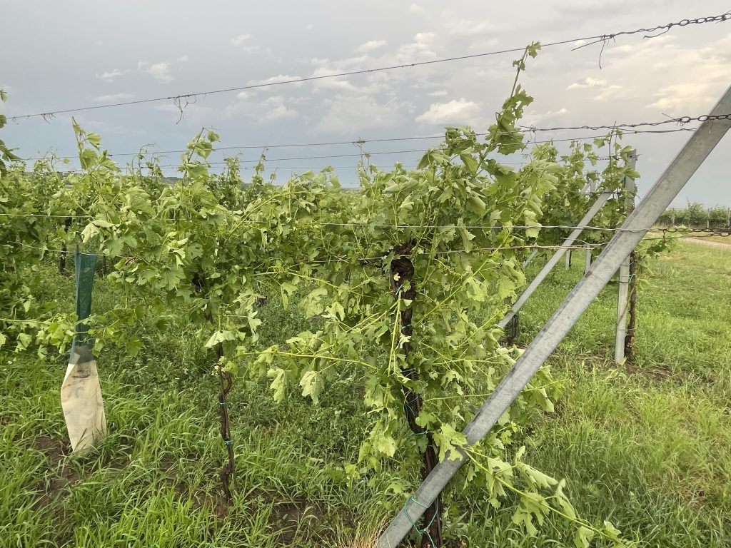 Hagelschaden an Wein in Hadres