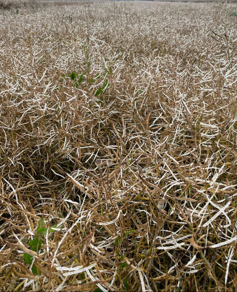 Raps im Burgenland