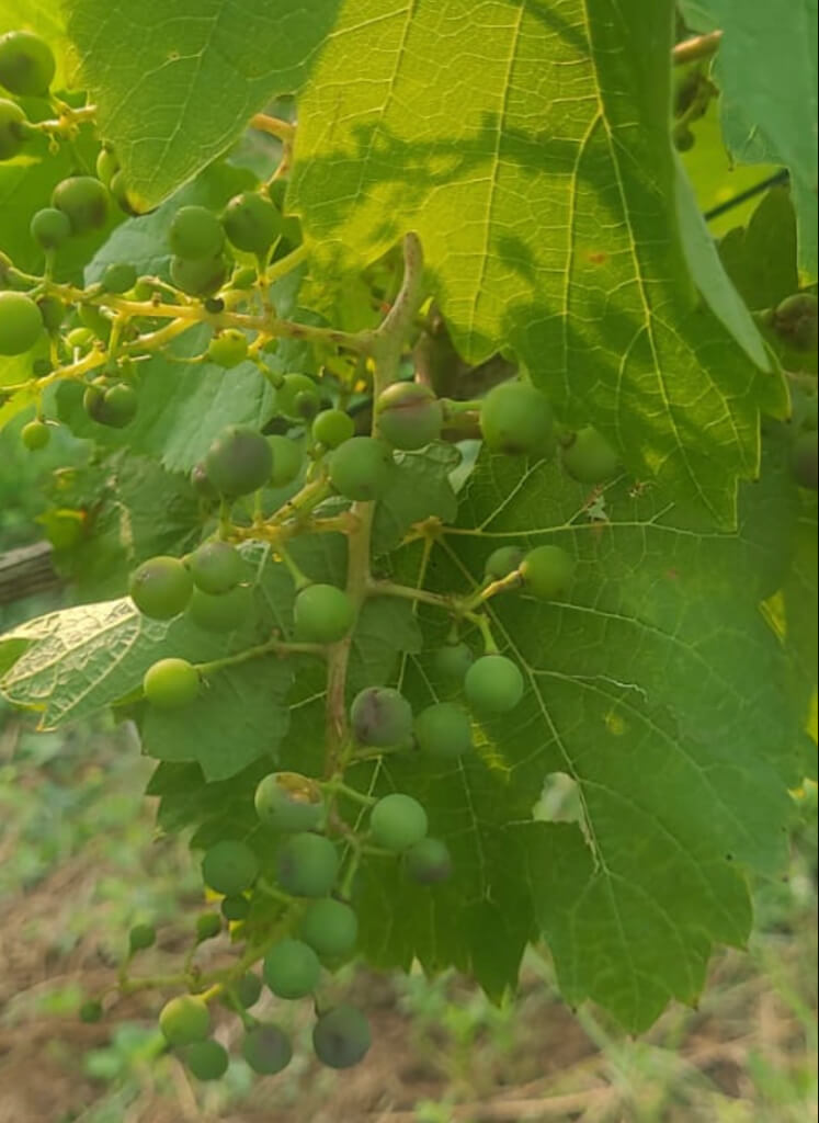 Wein im Burgenland