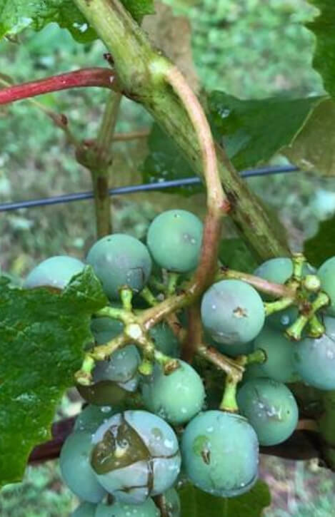 Hagel an Wein in Heiligenbrunn 