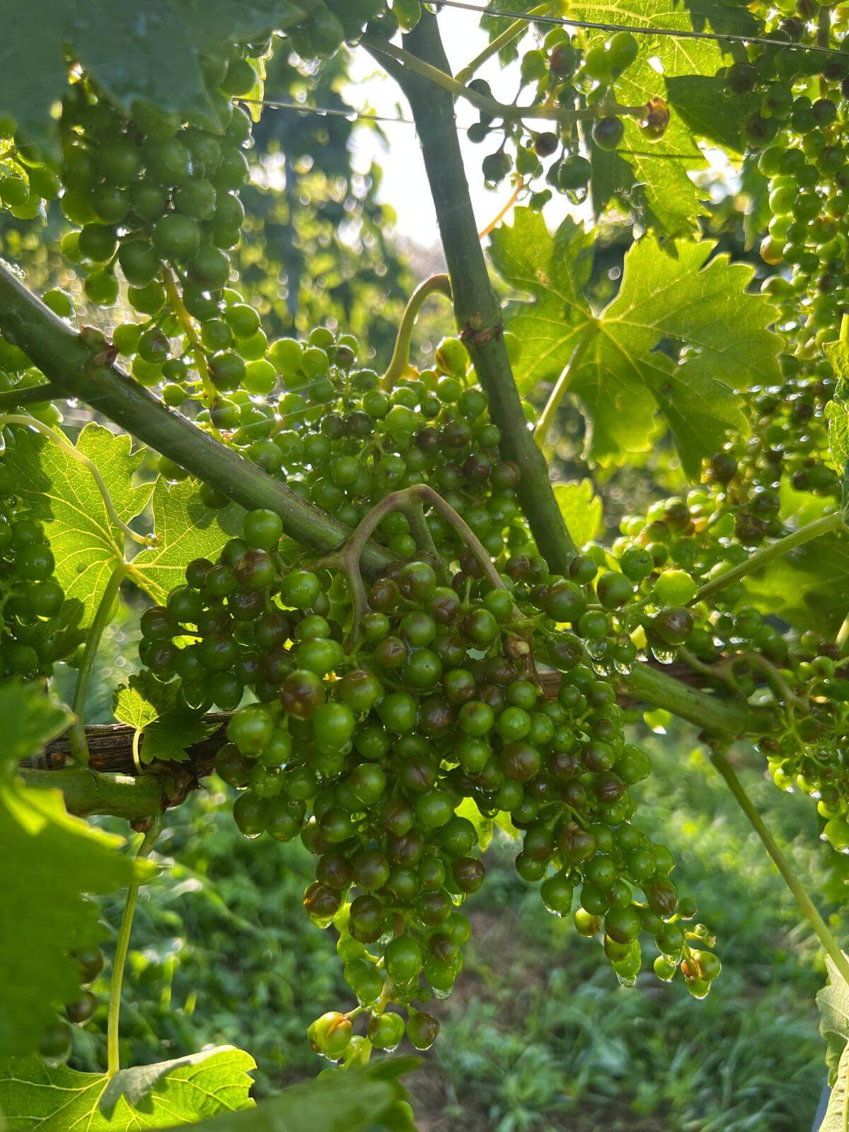 Hagelschaden an Wein in Leutschach