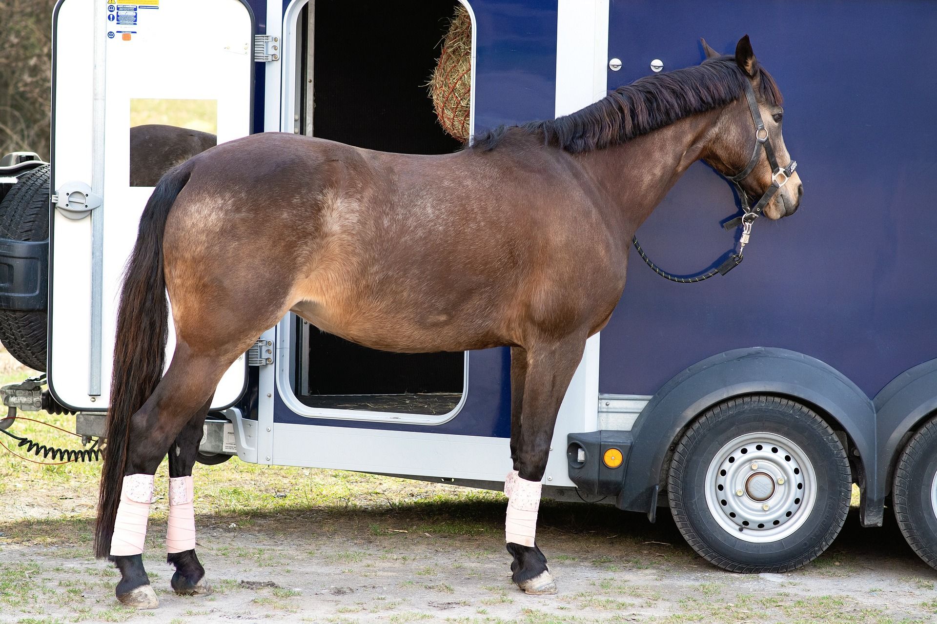 Pferd vor einem Pferdetransporter