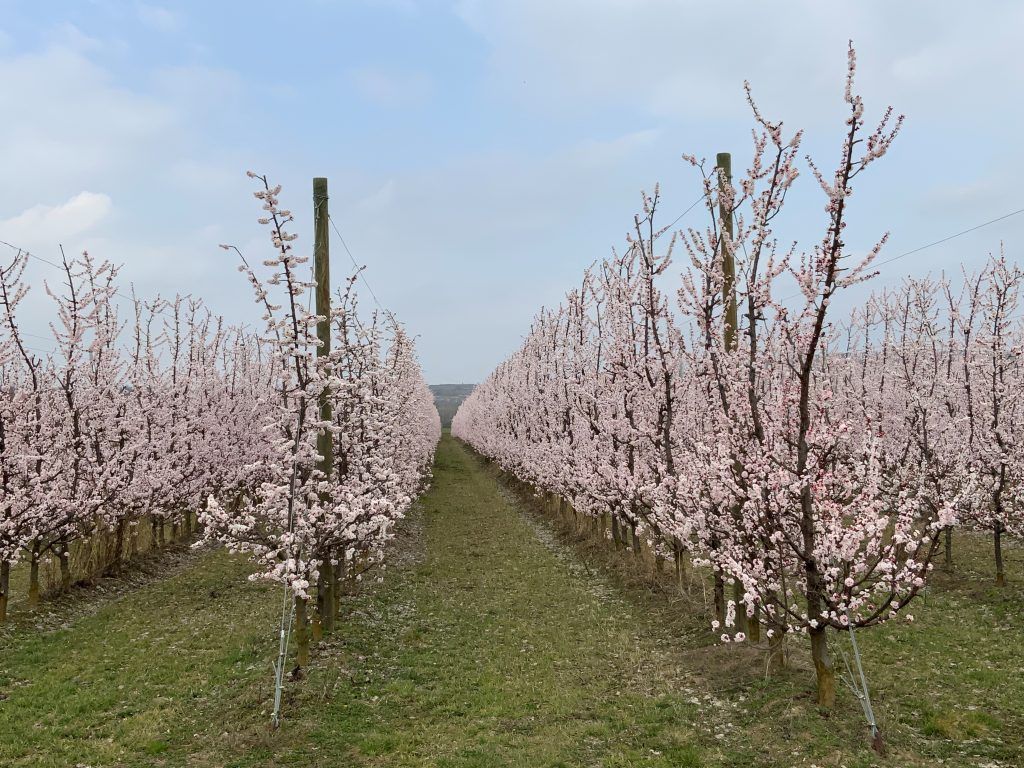 Marillenbäume in der Blüte