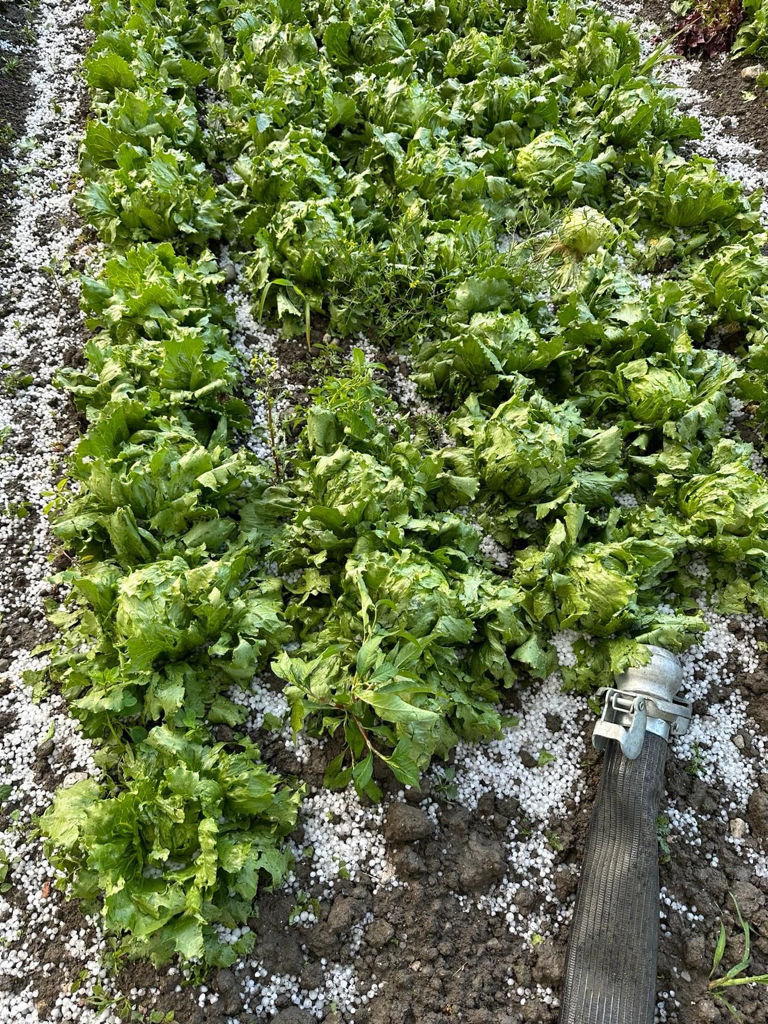 Ein von Hagel geschädigtes Salatfeld