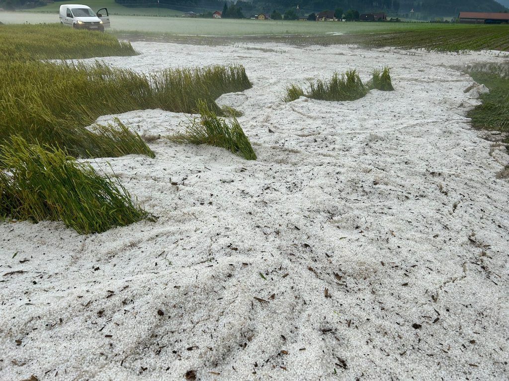 Ein Getreidefeld, das mit Hagelkörnern übersät ist