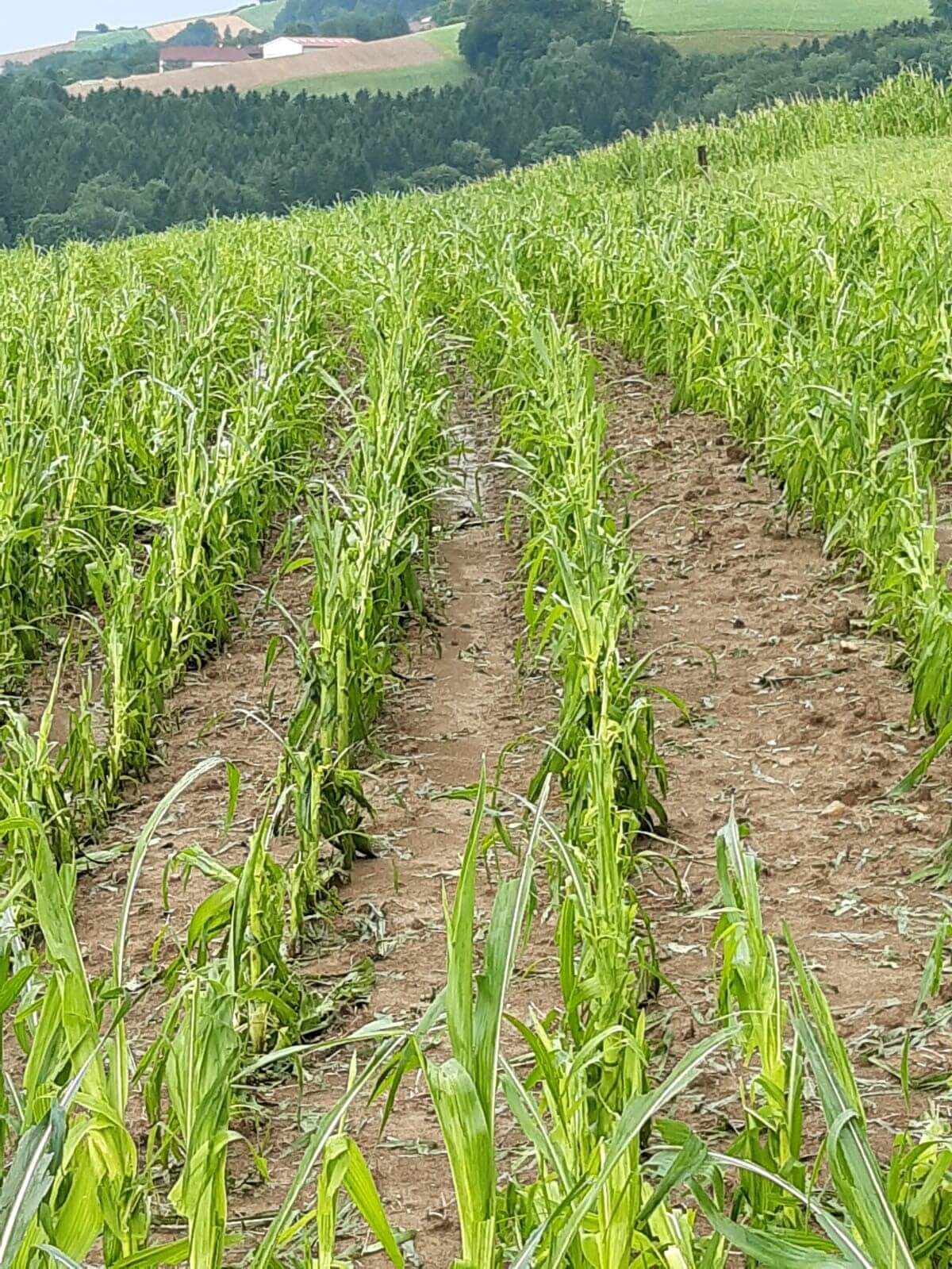 Durch Hagel geschädigtes Maisfeld in Amstetten