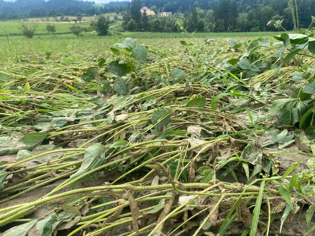 Durch Hagel geschädigte Sojabohne