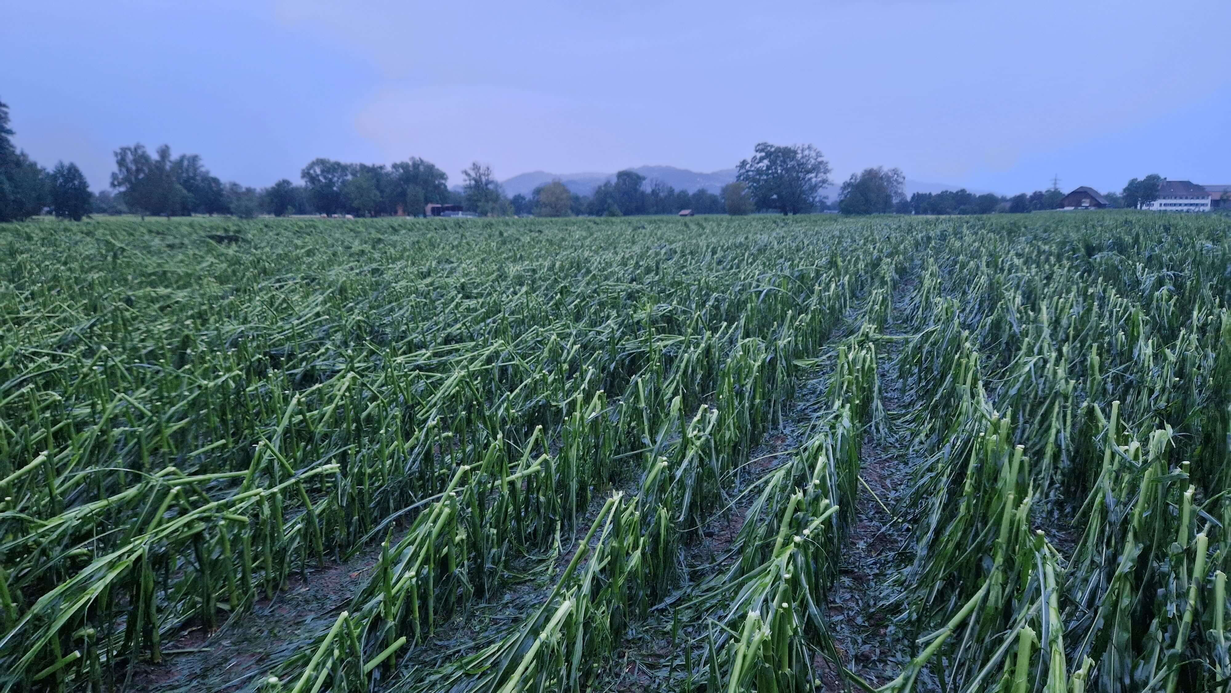 Maisfeld nach Hagel