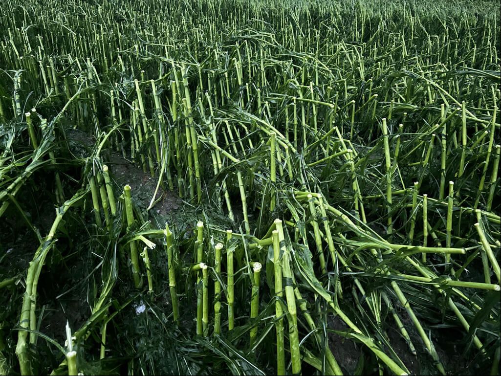 Durch Hagel abgeschlagene Maispflanzen