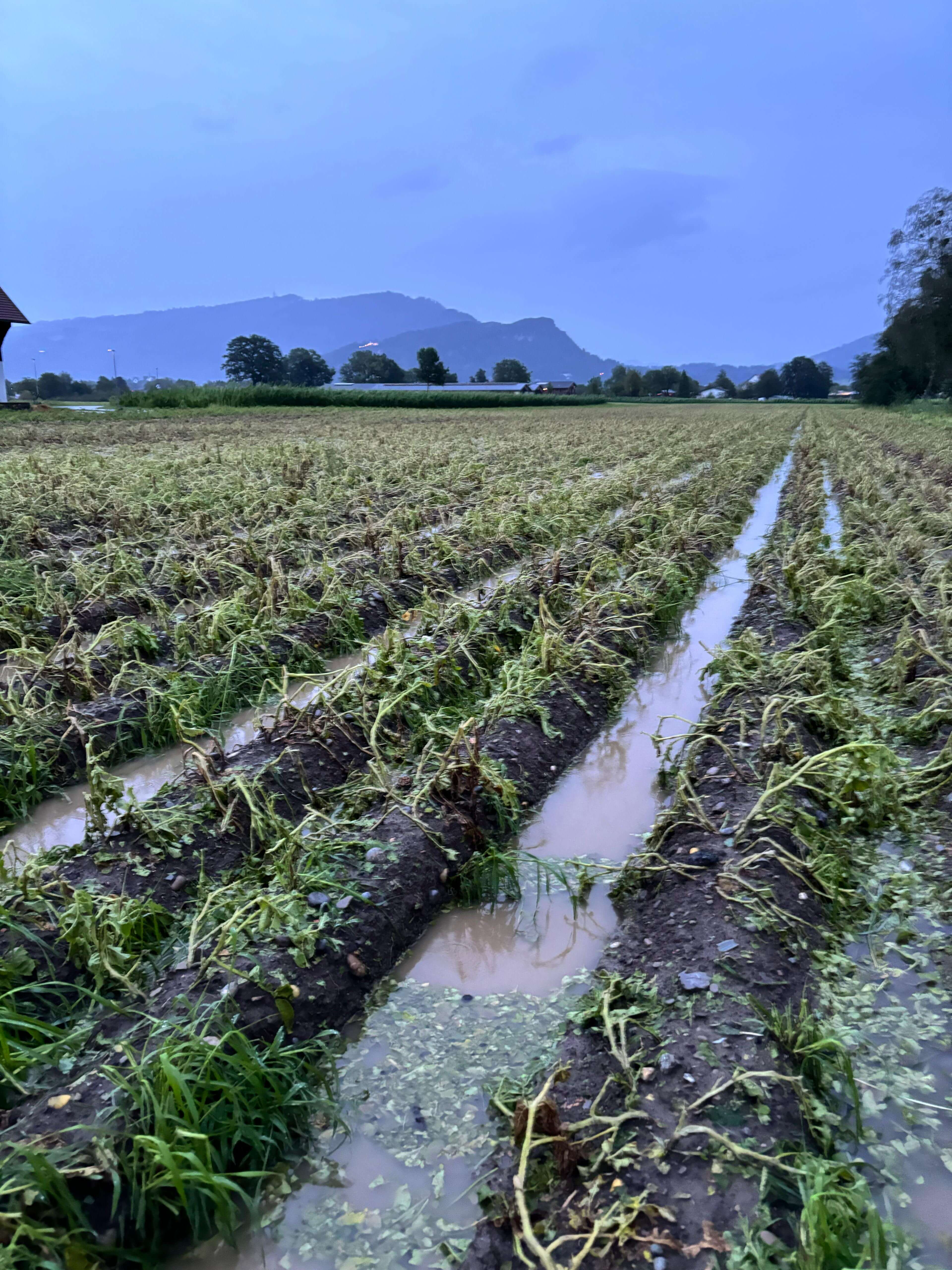 Durch Hagel zerstörte Kartoffelpflanzen