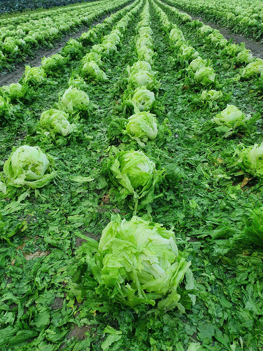 Hagelschaden an Kopfsalat in Kematen (ÖHV)