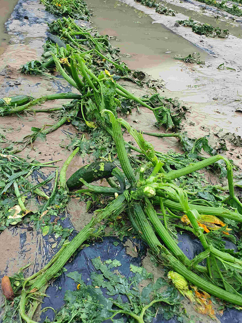 Hagelschaden an Zucchini in Kematen (ÖHV)