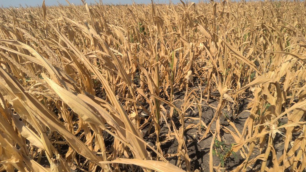 Dürreschäden/Mais (ÖHV)