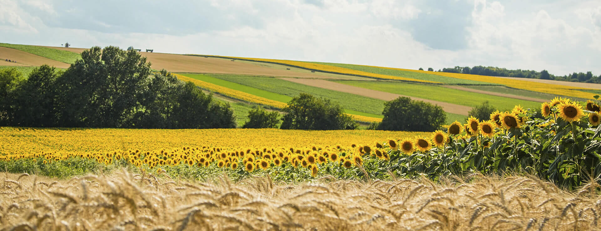 Weizenfeld und Sonnenblumenfeld