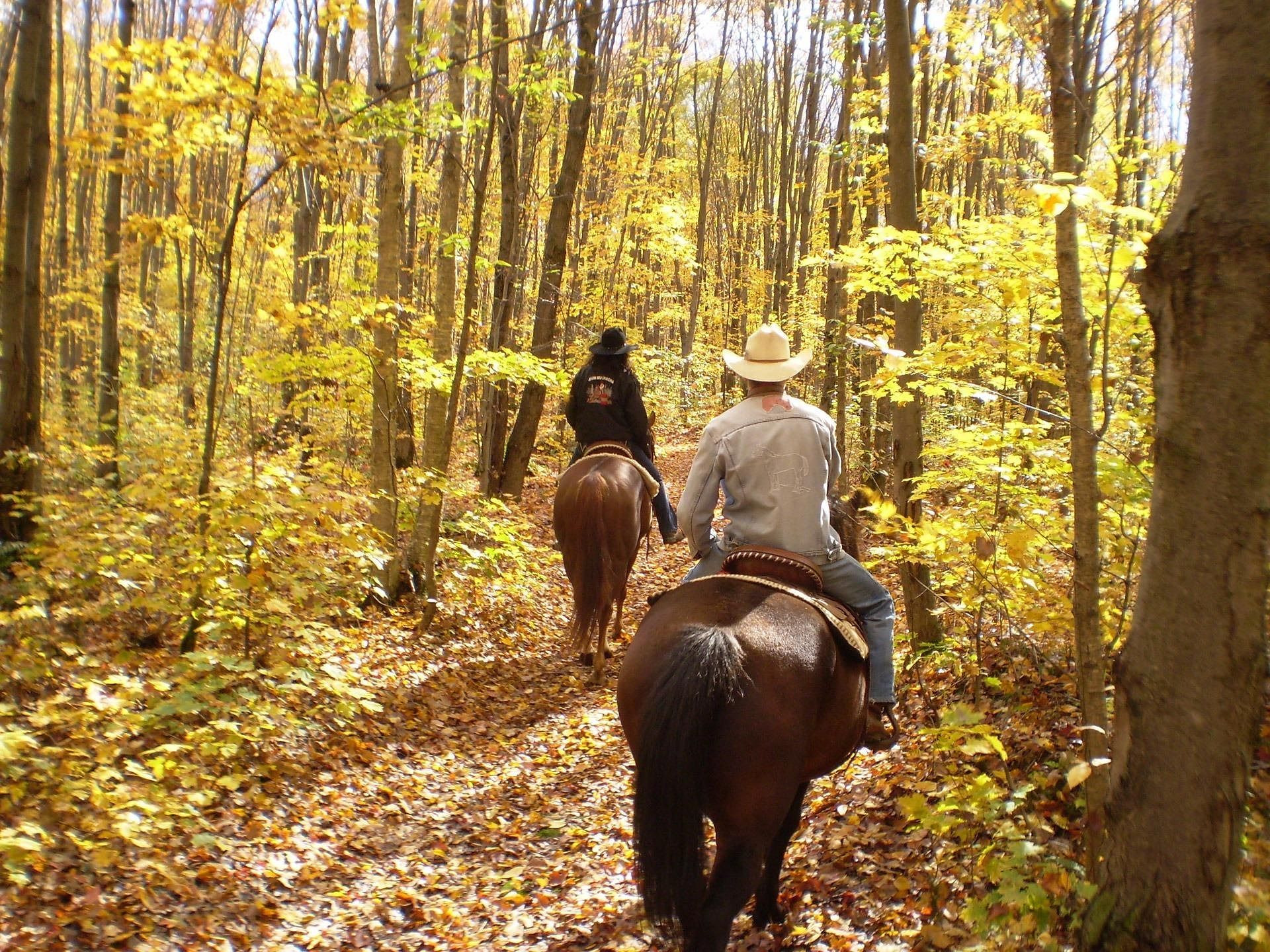 Reiten im Wald benötigt die Zustimmung des Waldeigentümers oder des Forststraßenerhalters.