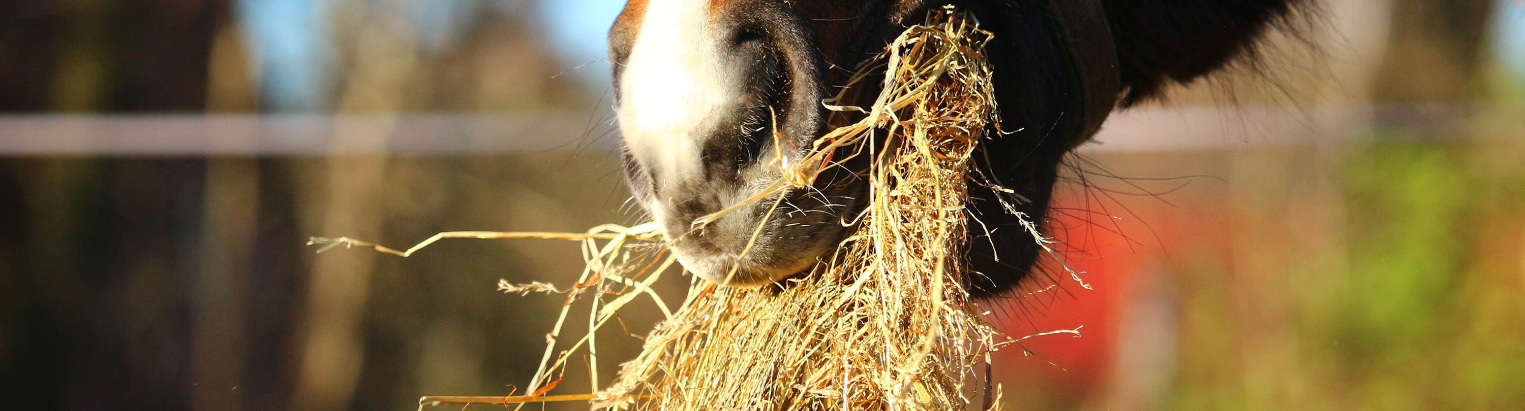 Pferd, das frische Heu isst