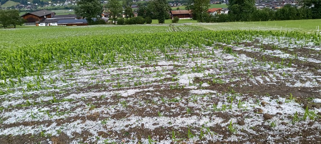 Hagel Mais Tirol Copyright Johann Zeller Fügenberger 3 20250626