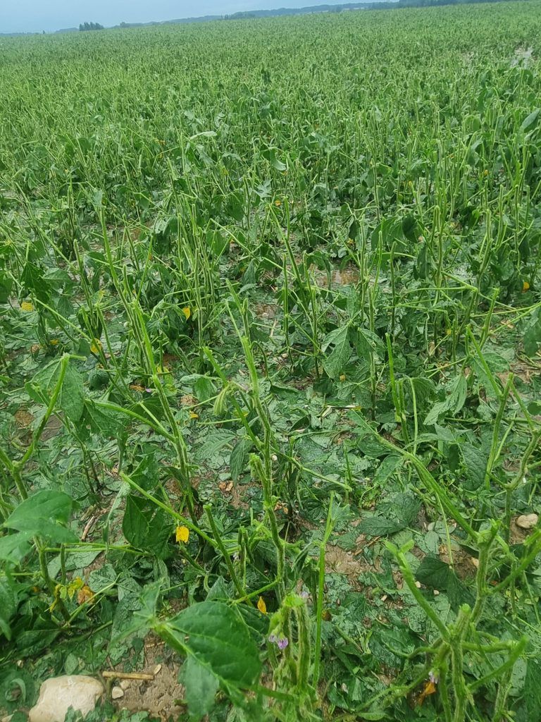 20250703 Hagel Sojabohne OÖ